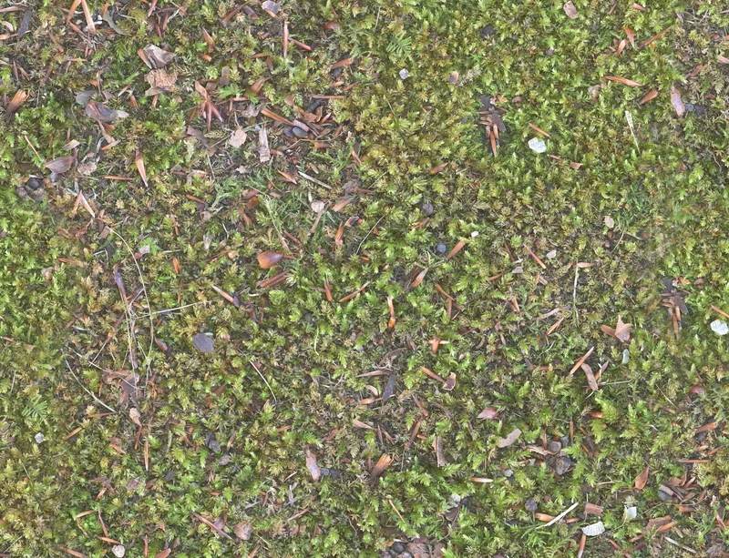 Forest Floor Moss Laptop Sleeve design — overhead photorealistic view of dense green moss scattered with brown pine needles